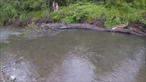 Ловля пеструшки на горной речке на юге Приморского края.
