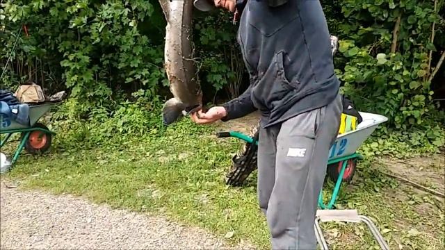 Осетрово-сиговые баталии. Клёвое место, Лосиный остров. смотреть онлайн