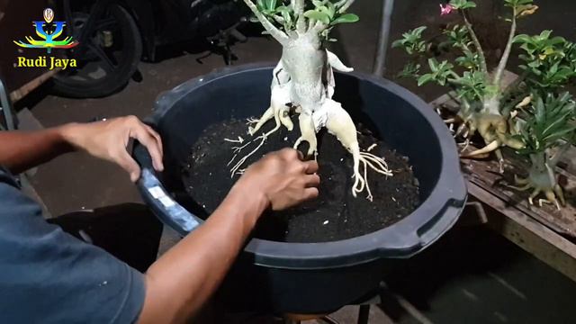 Program Akar AdeniumTanpa Potong Bonggol смотреть онлайн