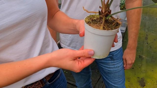 COMO CULTIVAR Anthurium clarinervium - A planta queridinha das Urban Jungle смотреть онлайн
