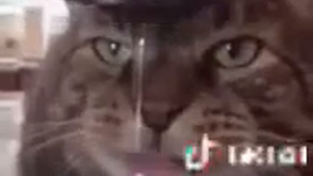 мой брат когда ест и не замечает что еда не уходит из тарелки смотреть онлайн