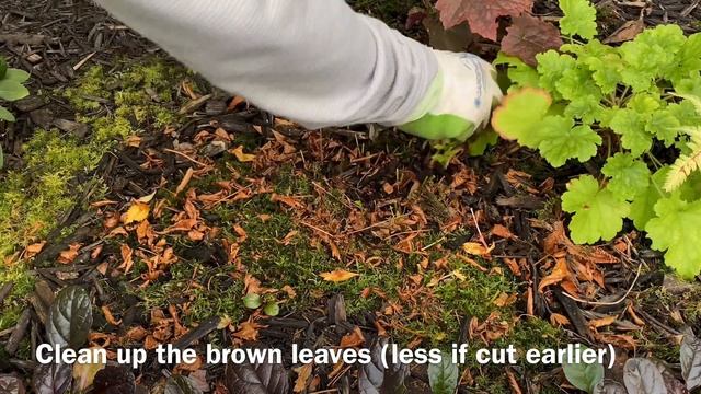 Winter Cut Back For Astilbe (4K) - October 23 смотреть онлайн