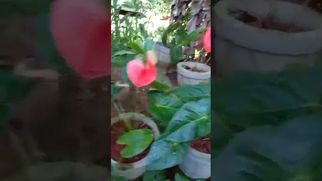 Anthurium flower mal butterfly orange flowers смотреть онлайн