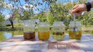 Какой на вкус чай из ЦВЕТКОВ ОДУВАНЧИКА: пробую и рассказываю свои ощущения