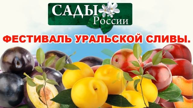 Фестиваль уральской сливы смотреть онлайн