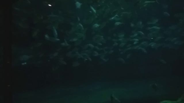 ГОНКОНГ №2 Ocean park смотреть онлайн