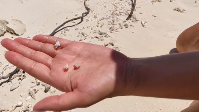 Крабики разбежались (Мальдивы) смотреть онлайн