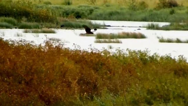 Незаметные красоты озера Быково. Часть 3. смотреть онлайн