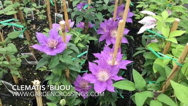 Clematis 'Bijou' | Www.gardencrossings.com