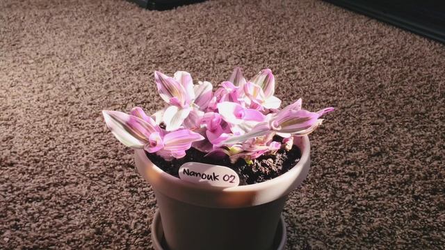 Tradescantia Fluminensis Nanouk 02 Part 001 | Plant Vlog 115 смотреть онлайн