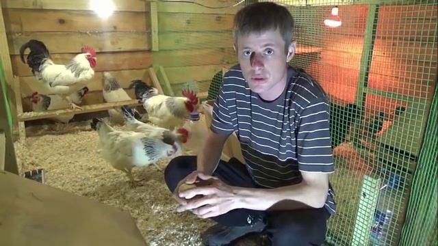 Самые выгодные куры в птичьем хозяйстве! смотреть онлайн