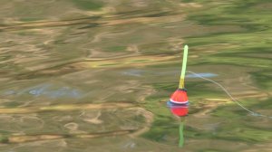 Эта рыба сломала любимую удочку ! Рыбалка на поплавок в октябре.