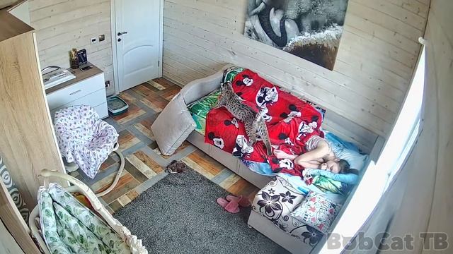 РЫСЬ МОЖЕТ БЫТЬ ЛАСКОВОЙ / Пуссикэт нашел себе друга смотреть онлайн