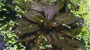 Криптокарина нури цветёт.