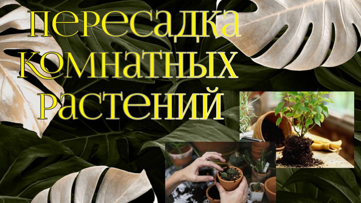 Посадка и пересадка комнатных растений смотреть онлайн