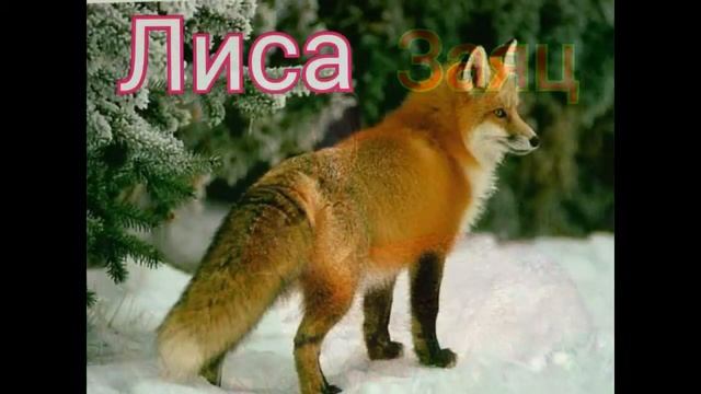 Дикие животные наших лесов. смотреть онлайн