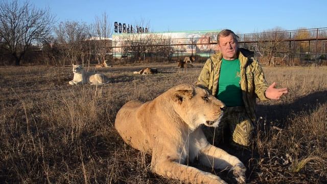 МАКСИМАЛЬНЫЙ РЕПОСТ !!! Парк львов Тайган ХОТЯТ ЗАКРЫТЬ !!! смотреть онлайн