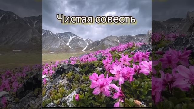 Проповедь МСЦЕХБ "Чистая совесть" Ломакин В. П. смотреть онлайн