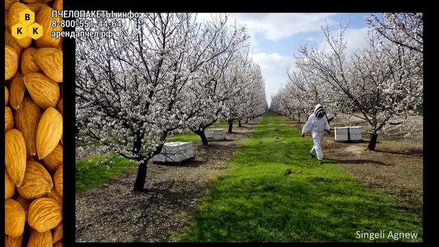 Почему умирают пчёлы и как их можно спасти 720p 1 смотреть онлайн