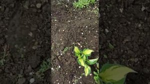 хосты второй год после посадки