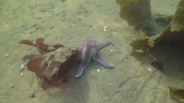 ПРОМЫСЕЛ КАМБАЛЫ / FISHING FOR FLOUNDER