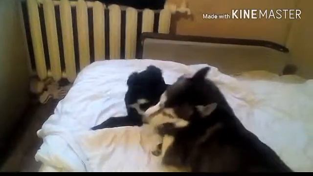 Хаски играет со своей подопечной: Часть 2✔
