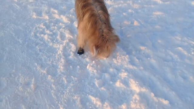 Пёс Тотоша на закате солнца вручную у папы на виду морозит холматую свою балду у ПИТОМЦЕВ в МОСКВЕ👂 смотреть онлайн