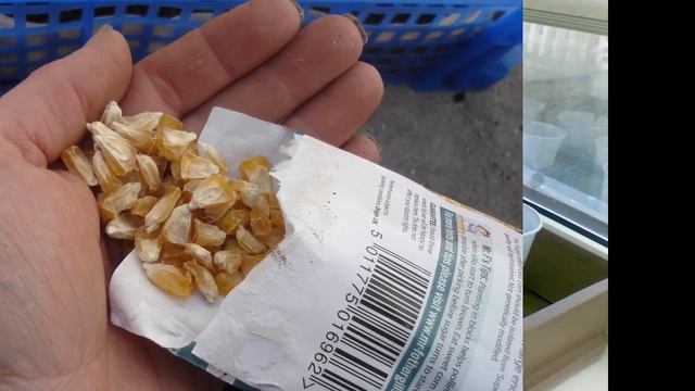 Сроки посадки для кукурузы по лунному календарю в 2021 году смотреть онлайн