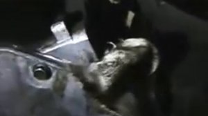 Замена сцепления opel vectra b - без полного съема коробки