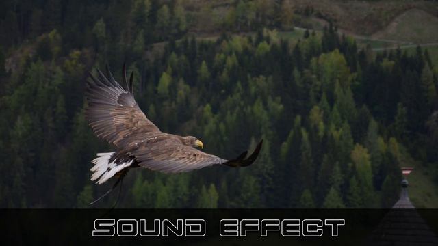 English Forest 19 | Birds Sounds | No Copyright Birds Sounds смотреть онлайн