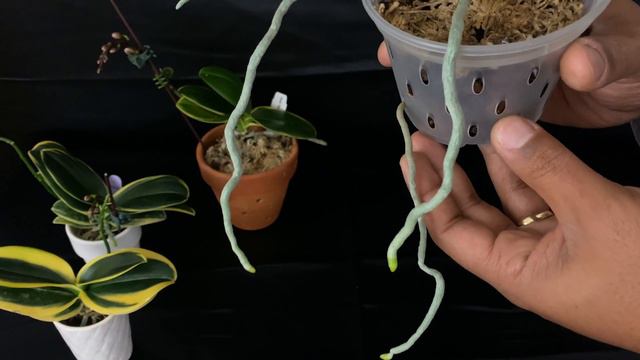 4K Orchids By Hausermann Mini Phalaenopsis Sogo (In Spike) смотреть онлайн