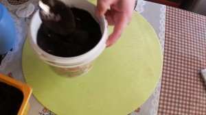 Кивано. Посев и рассада.