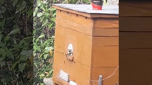 пчелы. Серая горная кавказская пчела. смотреть онлайн