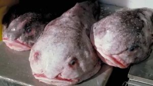 Рыба капля — самый удивительный и грустный обитатель морских глубин
