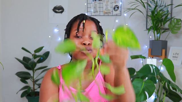 New Plant Haul ( nerve plant, golden pothos, golden cone cactus, lemon lime ) смотреть онлайн