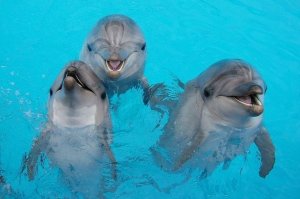 Дельфинотерапия  Большой Сочинский Дельфинарий Dolphin Therapy 3 Big Sochi Dolphinarium