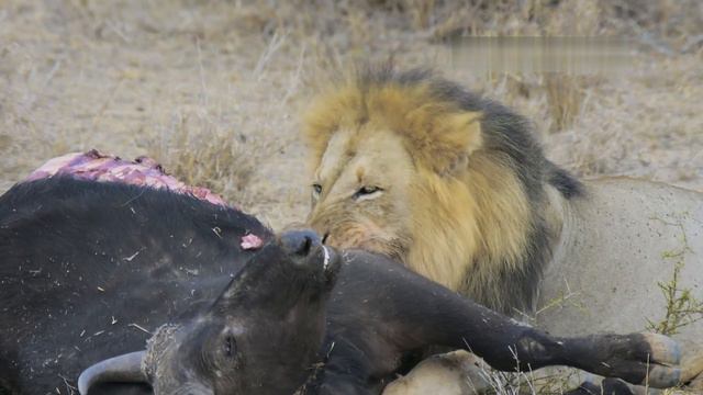 Герои дикой природы смотреть онлайн