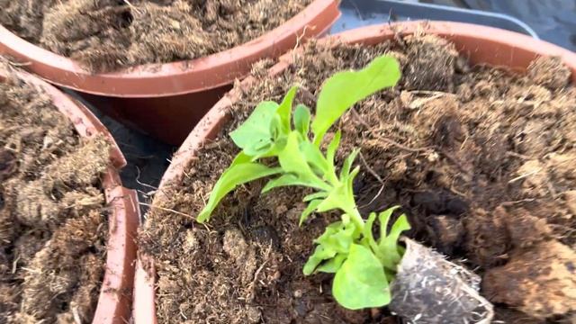 Черенки высаживаю сразу в цветочный горшок. смотреть онлайн