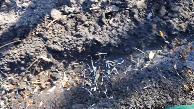 ПОСЕВ БАРХАТЦЕВ В ОТКРЫТЫЙ ГРУНТ НА ПОСТОЯННОЕ МЕСТО.