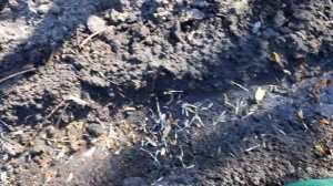 ПОСЕВ БАРХАТЦЕВ В ОТКРЫТЫЙ ГРУНТ НА ПОСТОЯННОЕ МЕСТО.