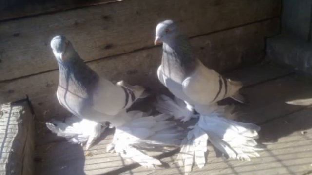 Голуби Северного Кавказа (персы) Костанай. Осень 2014. смотреть онлайн