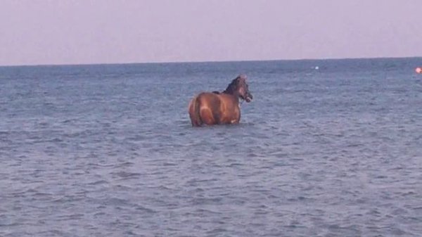 ЛОШАДИ  ПЛАВАЮТ В МОРЕ HELENA&MISTER PAPS FISHING&HORSES EQUESTRIAN HORSES TRAINING