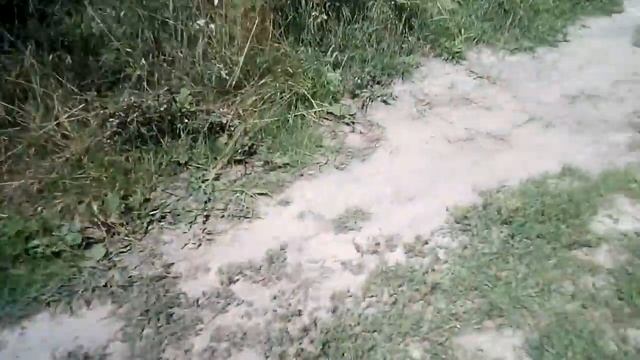 Амбуль Брайс на прогулке.#americanbulldog #американскийбульдог смотреть онлайн