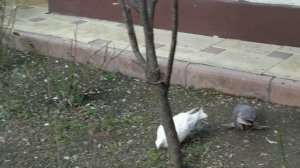 Рацион,голубей по сезону от А до Я.