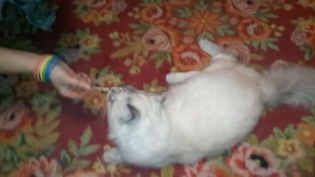 Как удовлетворить кошку без кота. смотреть онлайн