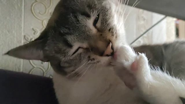 Кошка грызет ногти ^_^ смотреть онлайн