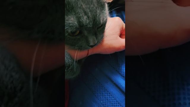 Ками Сковска