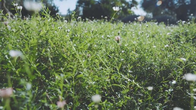 Erigeron karvinskianus: Alternativa al prato all'inglese смотреть онлайн