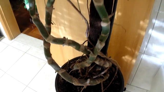 Huge Houseplant Pot - Monstera Deliciosa смотреть онлайн