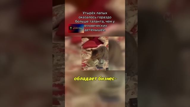 У тырёх лапых оказалось гораздо больше таланта_чем у человеческих детёнышей.